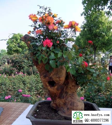 2015 南陽月季展玉雕節(jié)已開幕，花已開好 君可來矣